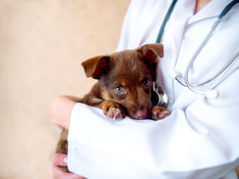 doctor veterinarian examining dog scaled