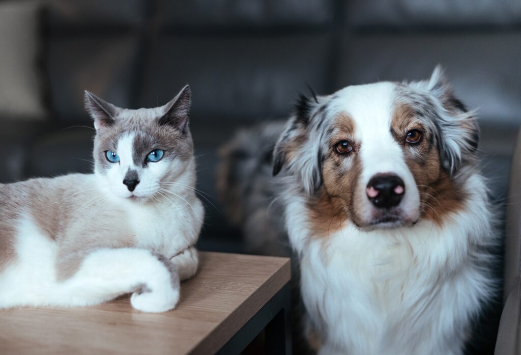 dog and cat live together 2023 11 27 04 51 22 utc