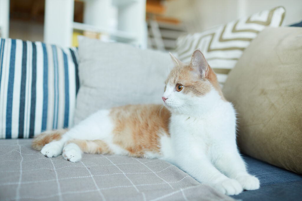 domestic cat at home 2023 11 27 05 02 52 utc